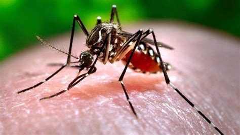 current time in nigeria|Aedes aegypti mosquitos found in Oregon for first time.